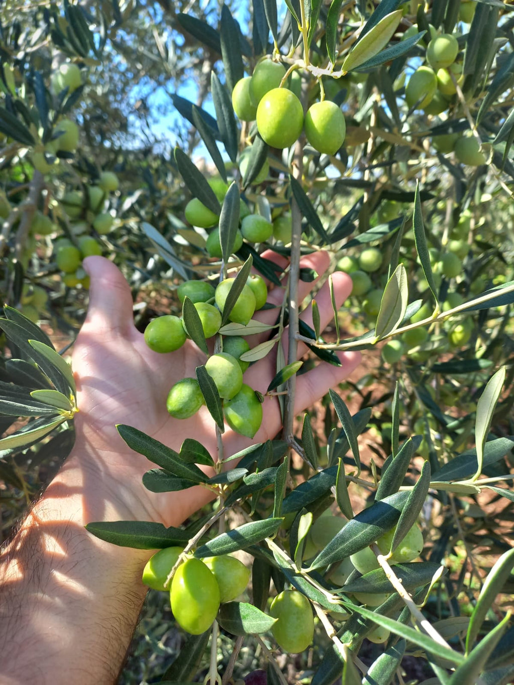 olio extra vergine di Oliva-3L