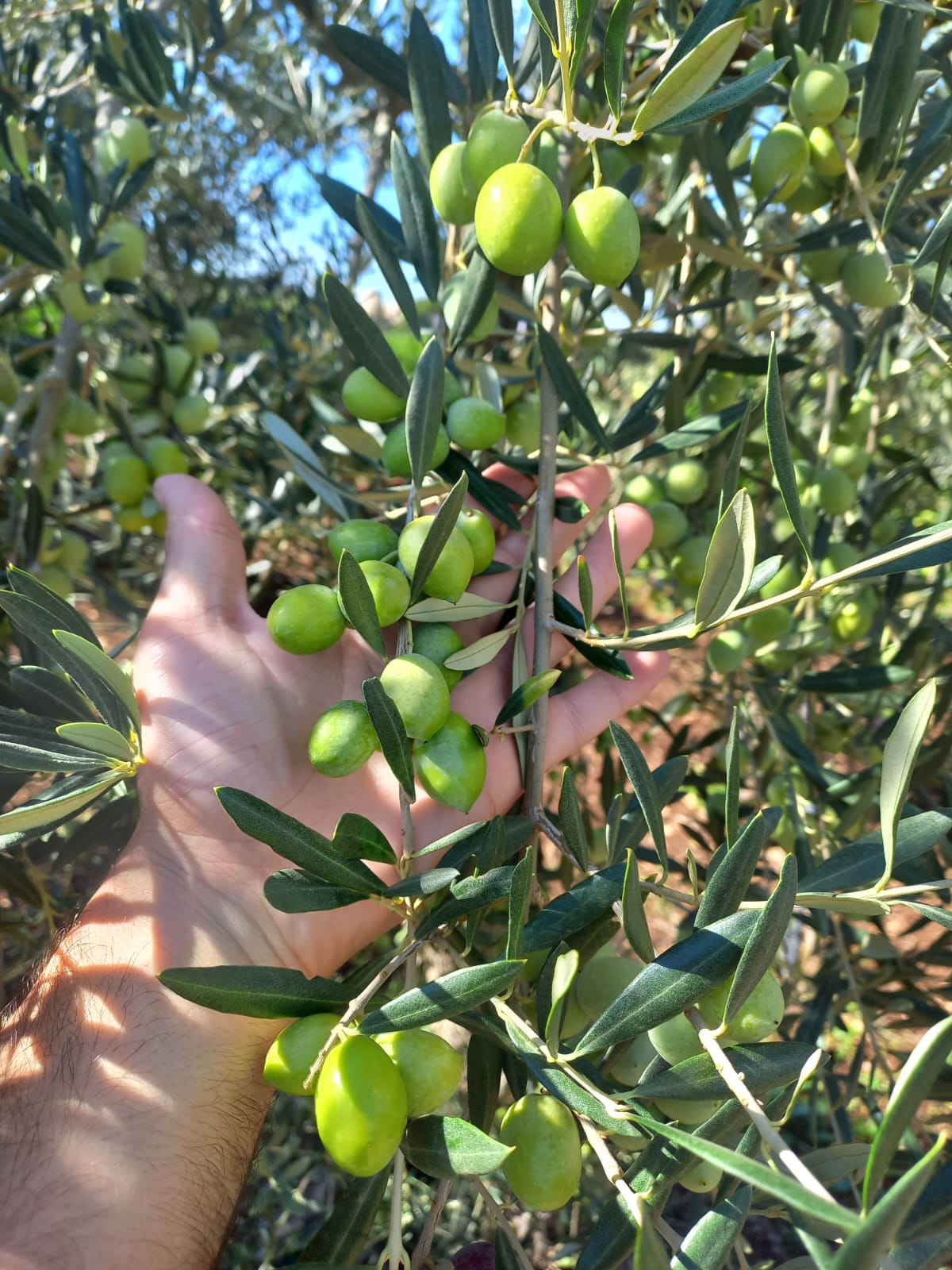 Olio extra vergine di oliva- 5 L